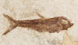 Small Knightia Fossil Fish - Wyoming #41039-1